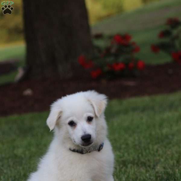 Toby, American Eskimo Puppy